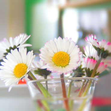 bouquet of daisies